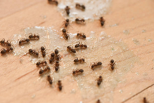 Professional Pest Control in Montezuma, IA