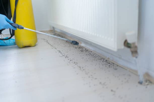 Best Wasp Removal Services  in Montezuma, IA